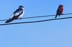Blue and Vermilion Flycatchers