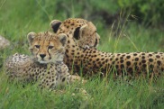 Cheetahs4.