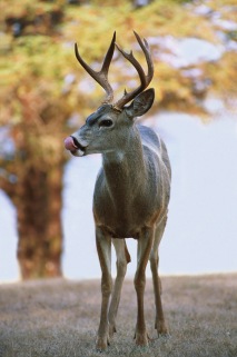 Deer4.