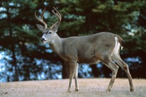 Deer6.