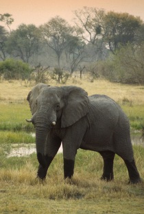 Elephants6.