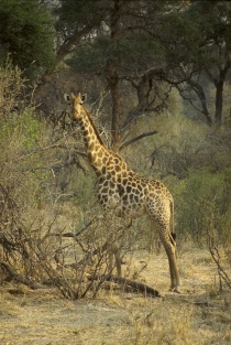 Giraffes1.