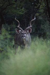 Greater Kudu.