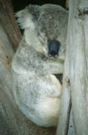 Koala Bear2.