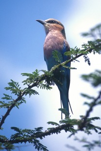 Lilac Breasted Roller2