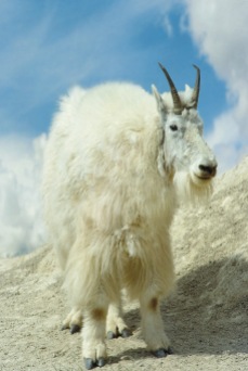 Mountain Goat.