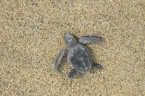 Olive Ridley Turtle.