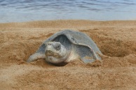 Olive Ridley Turtle2.