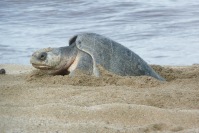 Olive Ridley Turtle3.