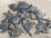 Olive Ridley Turtles.