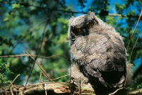 Owl Chick1