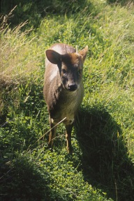 Pudu Deer.