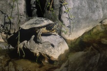 Western Painted Turtle.