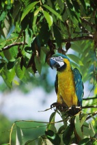 YellowBlue Macaw2.