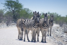 Zebras11.